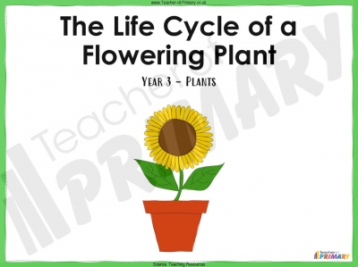 The Life Cycle of a Flowering Plant - Year 3